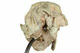 Fossil Oreodont (Merycoidodon) Skull On Metal Stand - Nebraska #192059-7